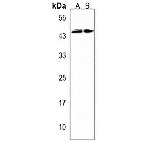 FSTL1 Rabbit Polyclonal Antibody