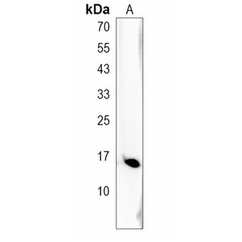 LY6G6C Rabbit Polyclonal Antibody