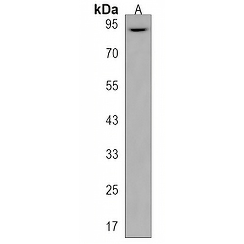 ZBTB41 Rabbit Polyclonal Antibody