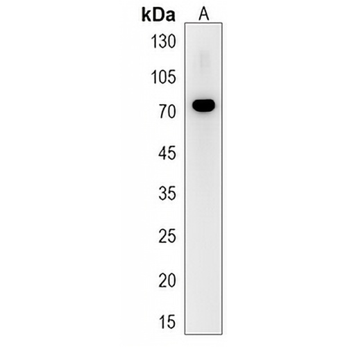 ZNF493 Rabbit Polyclonal Antibody