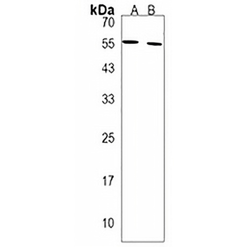 SPATC1 Rabbit Polyclonal Antibody