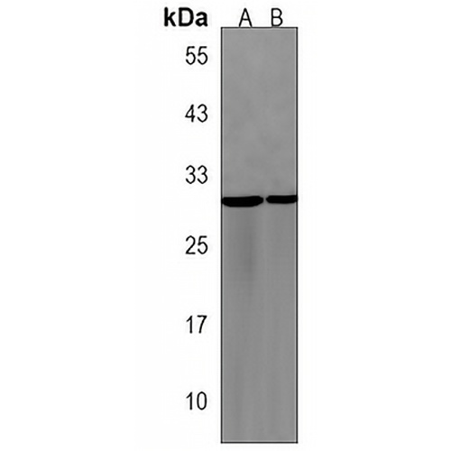 PRRG3 Rabbit Polyclonal Antibody