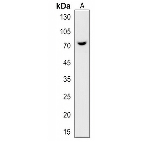 WDR76 Rabbit Polyclonal Antibody