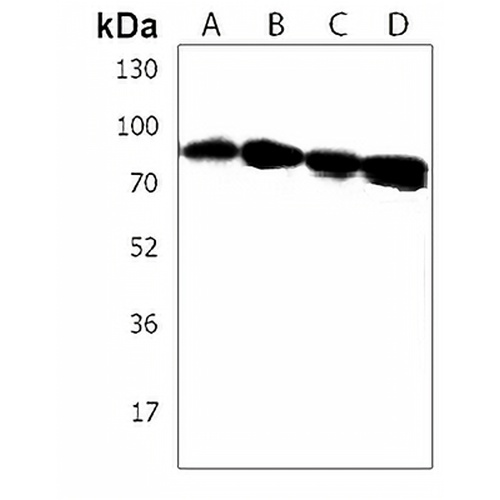 IL-12RB2 Rabbit Polyclonal Antibody