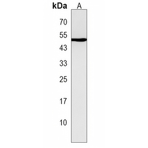 H2AFY2 Rabbit Polyclonal Antibody