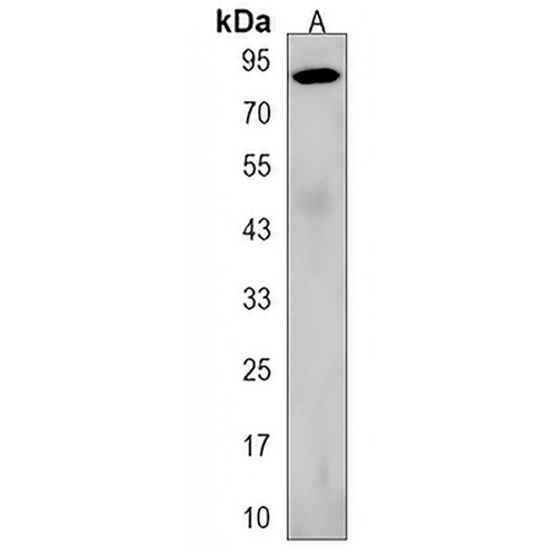 ZNF366 Rabbit Polyclonal Antibody