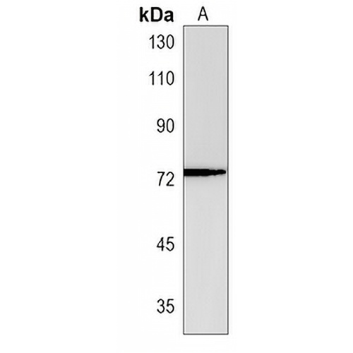 SERAC1 Rabbit Polyclonal Antibody