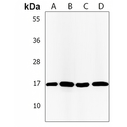 CD20L1 Rabbit Polyclonal Antibody