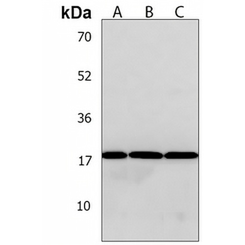 VCX Rabbit Polyclonal Antibody
