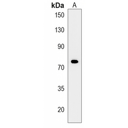ZNF510 Rabbit Polyclonal Antibody