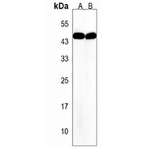 OR10A4 Rabbit Polyclonal Antibody