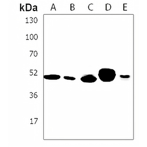WDR41 Rabbit Polyclonal Antibody