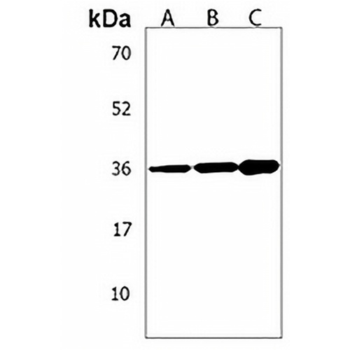 AMN1 Rabbit Polyclonal Antibody
