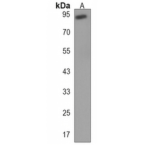 EFHB Rabbit Polyclonal Antibody