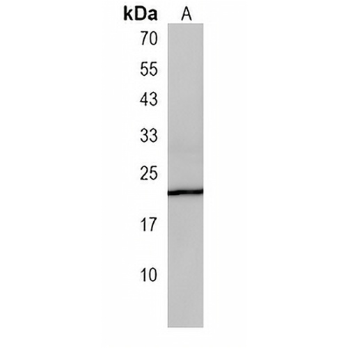C16orf13 Rabbit Polyclonal Antibody