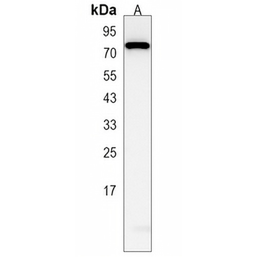 LRRC40 Rabbit Polyclonal Antibody