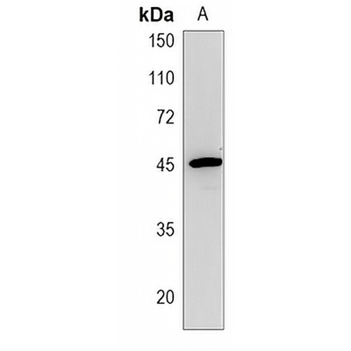 SATL1 Rabbit Polyclonal Antibody