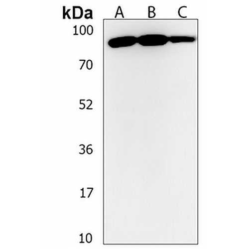 ENGASE Rabbit Polyclonal Antibody