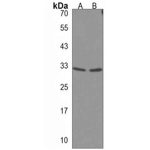 TEX37 Rabbit Polyclonal Antibody