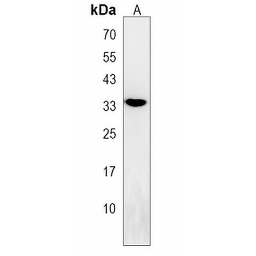 OR2Z Rabbit Polyclonal Antibody