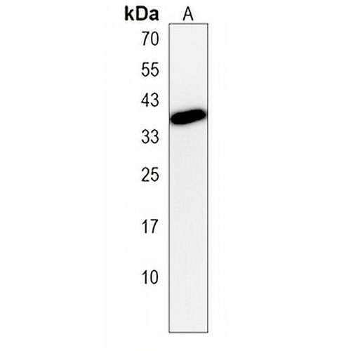 GFRAL Rabbit Polyclonal Antibody