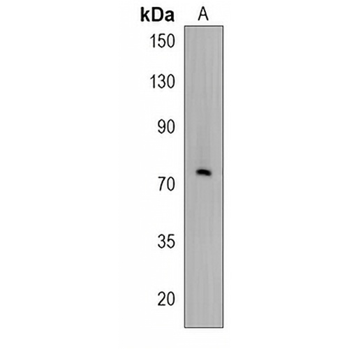 RNF19B Rabbit Polyclonal Antibody