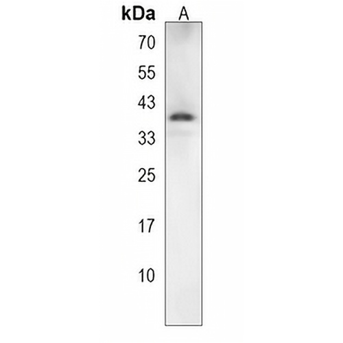 NXPH4 Rabbit Polyclonal Antibody