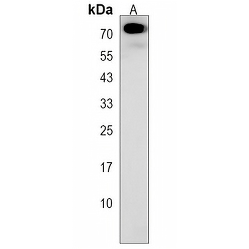 TMEM151B Rabbit Polyclonal Antibody