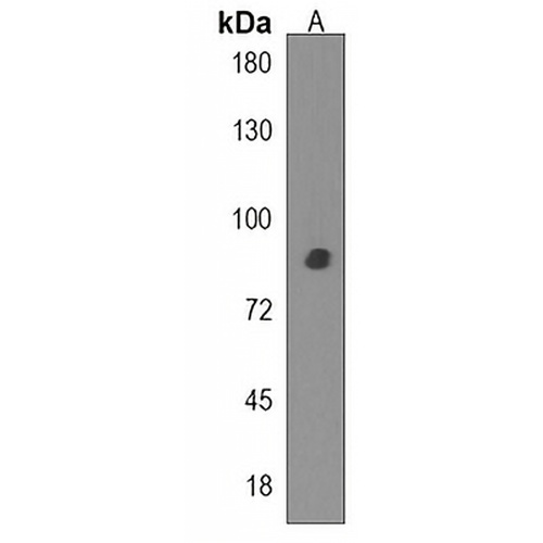 SPATA5L1 Rabbit Polyclonal Antibody