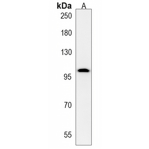 C4orf21 Rabbit Polyclonal Antibody