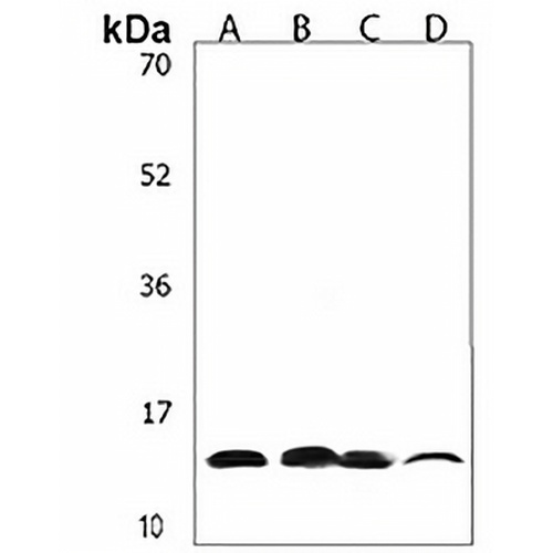 FXYD1 Rabbit Polyclonal Antibody