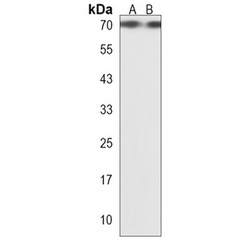 CLEC4F Rabbit Polyclonal Antibody