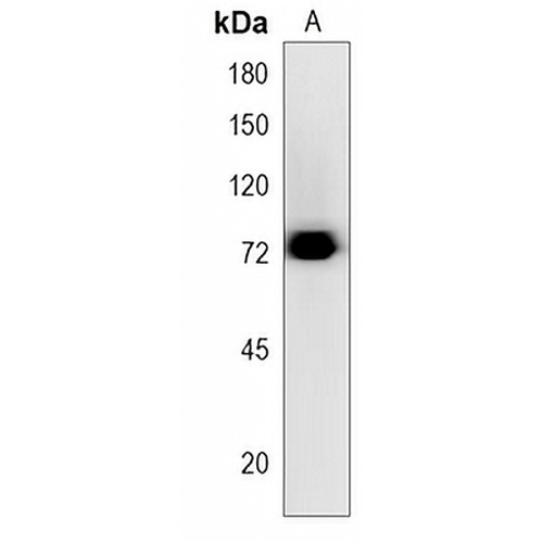 WDR70 Rabbit Polyclonal Antibody