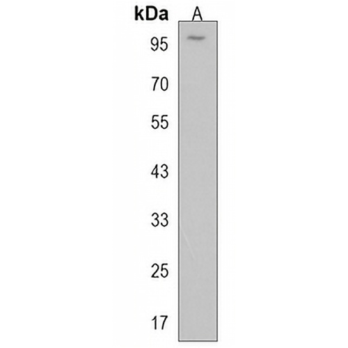 FAM160B1 Rabbit Polyclonal Antibody