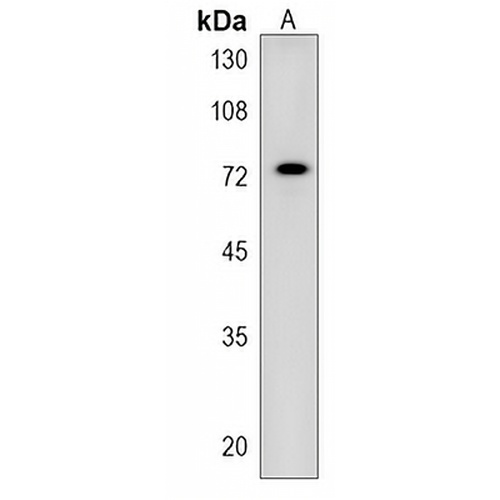 ZNF813 Rabbit Polyclonal Antibody