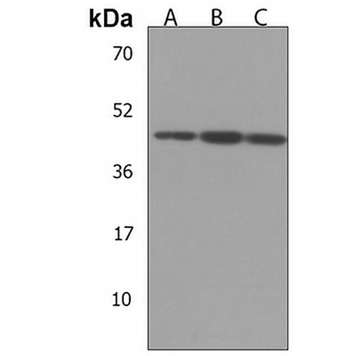 C9orf173 Rabbit Polyclonal Antibody