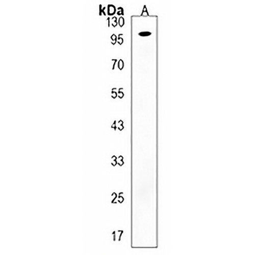 GAS2L2 Rabbit Polyclonal Antibody