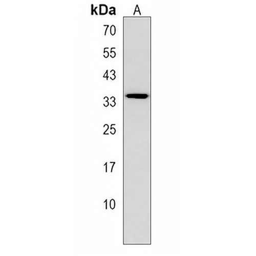 OXNAD1 Rabbit Polyclonal Antibody
