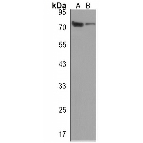 CCDC81 Rabbit Polyclonal Antibody