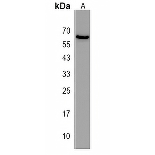 SMTNL1 Rabbit Polyclonal Antibody