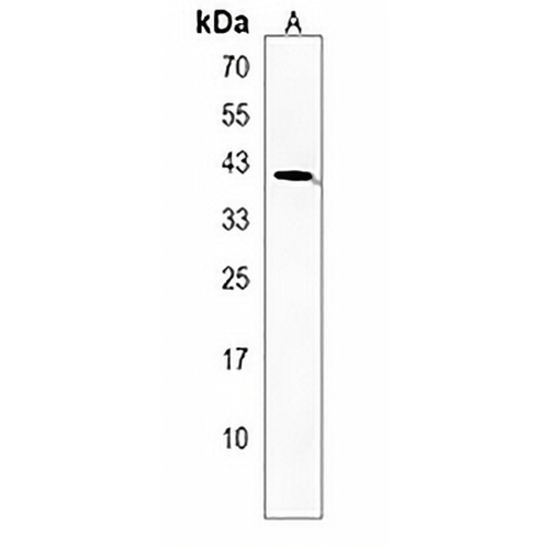 Siglec 15 Rabbit Polyclonal Antibody