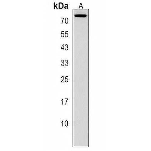 CCDC63 Rabbit Polyclonal Antibody