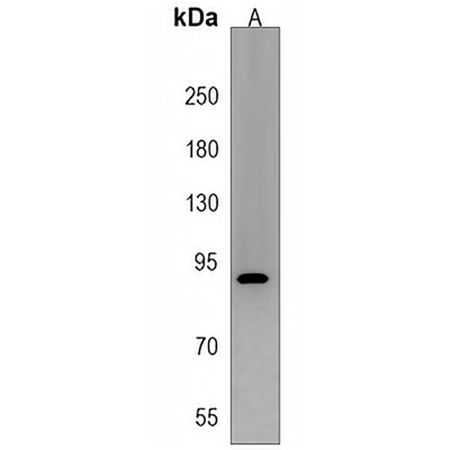 DCDC5 Rabbit Polyclonal Antibody