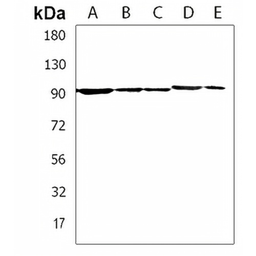 RSBN1 Rabbit Polyclonal Antibody