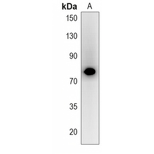 SCEL Rabbit Polyclonal Antibody