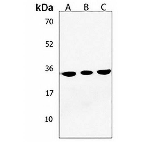 CLEC12B Rabbit Polyclonal Antibody