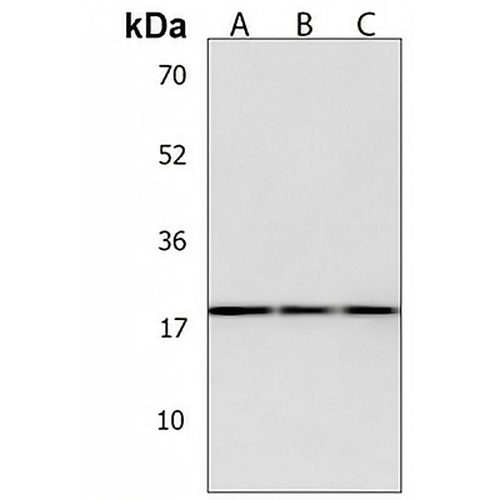 KLLN Rabbit Polyclonal Antibody
