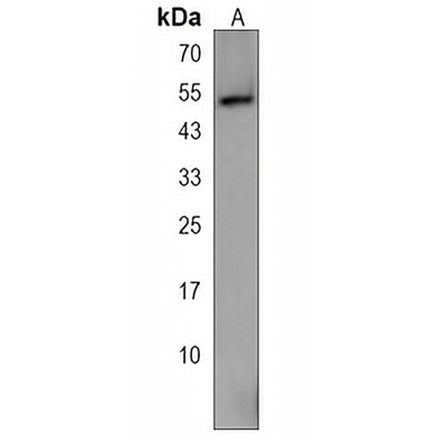 TOR4A Rabbit Polyclonal Antibody
