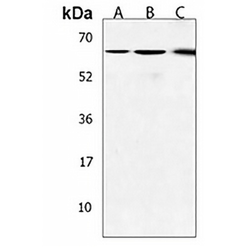 PLAG1 Rabbit Polyclonal Antibody