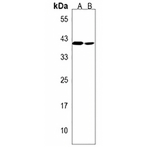 TMEM120A Rabbit Polyclonal Antibody